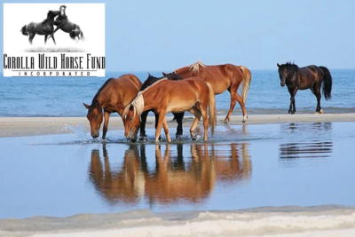 OB.COM_corollawildhorsefund_1140x760